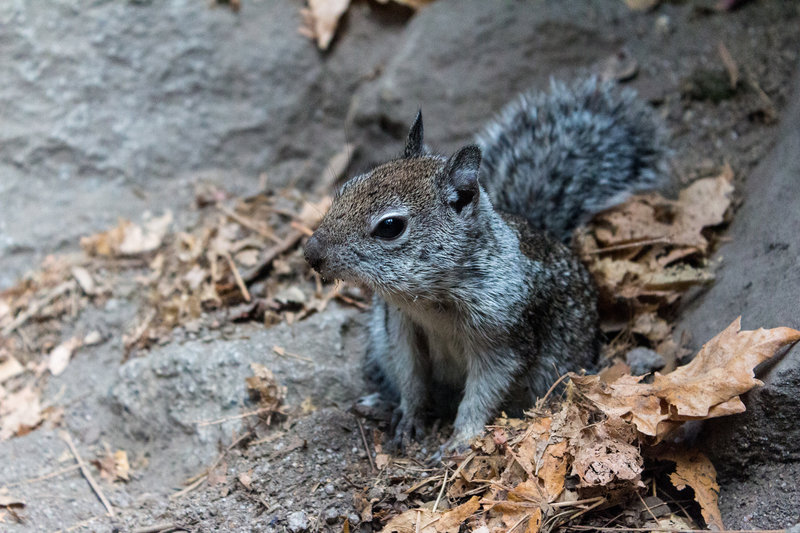 A curious squirrel along Mist Trail