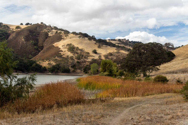 Reed on the east shore of Lake Del Valle