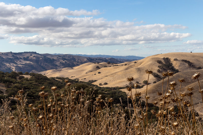 Del Valle hills through the thistles