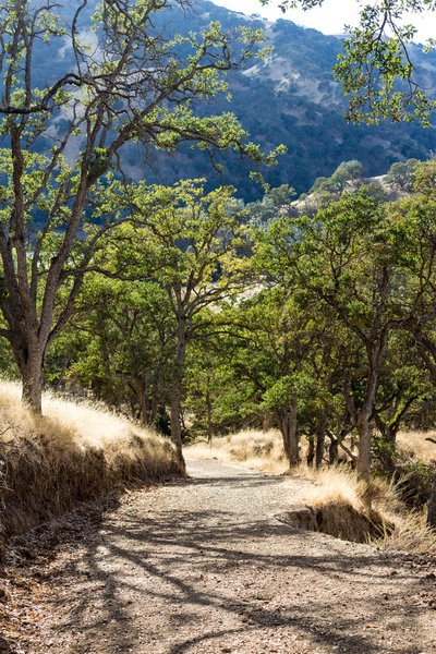 A very steep ascent on Squirrel Gulch Trail