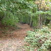 Huyers Landing Trail - old woods road at the bottom.