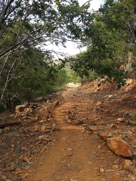 A view from the Dassie Trail.