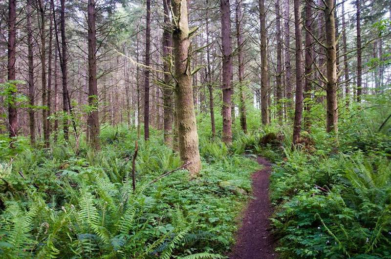 A ribbon of singletrack leads through the greenery.