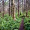 A ribbon of singletrack leads through the greenery.