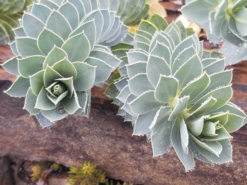 Sedum (I think) in November-Living Wall at Powell Gardens.