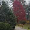 Autumn Color in November-Visitors Center at Powell Gardens