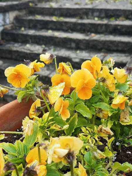 Pansies in a flower pot in November-Perennial Garden at Powell Gardens