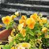 Pansies in a flower pot in November-Perennial Garden at Powell Gardens