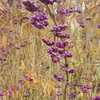 Berries in November-Perennial Garden at Powell Gardens