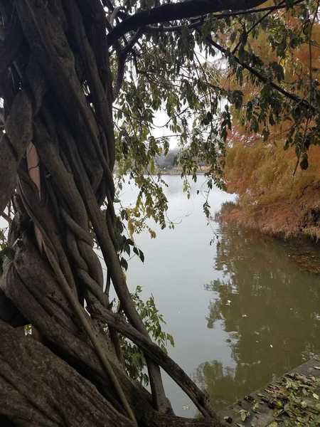 Vines overlooking the lake-Perennial Garden at Powell Gardens