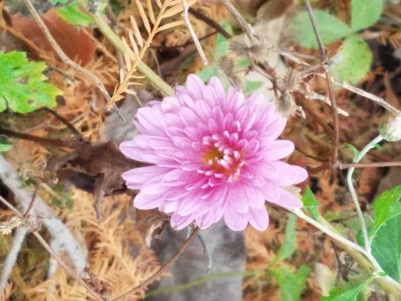 Lonely Mum in November-Perennial Garden at Powell Gardens