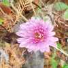 Lonely Mum in November-Perennial Garden at Powell Gardens