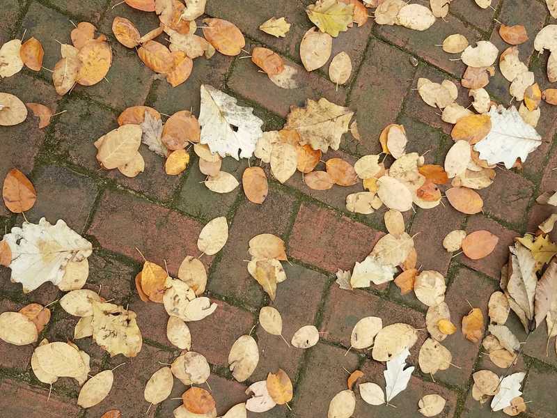 Autumn Leaves-Perennial Garden at Powell Gardens