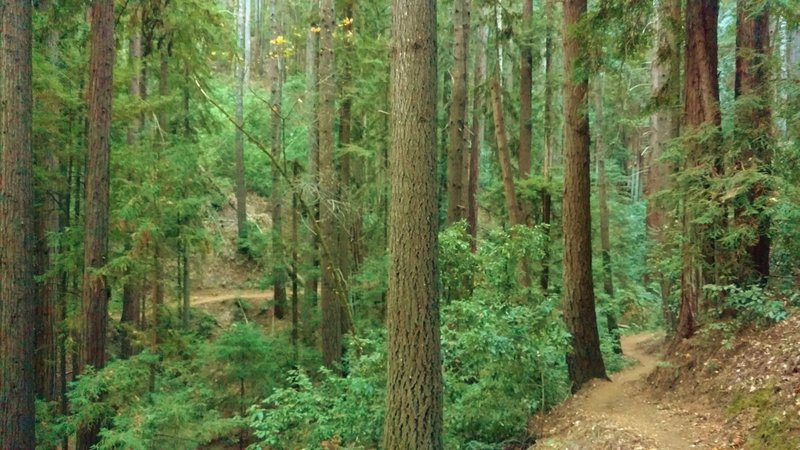 Lost Empire Trail loops around Barrel Mill Creek in the dense forest.