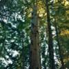 Big Ben Tree, a giant, old growth redwood tree