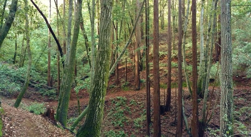 Lost Empire Trail becomes sunnier as it climbs higher.