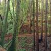 Lost Empire Trail becomes sunnier as it climbs higher.