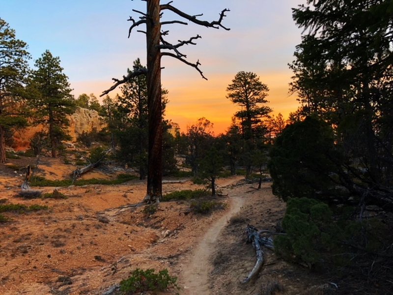 Singletrack on Rich Trail