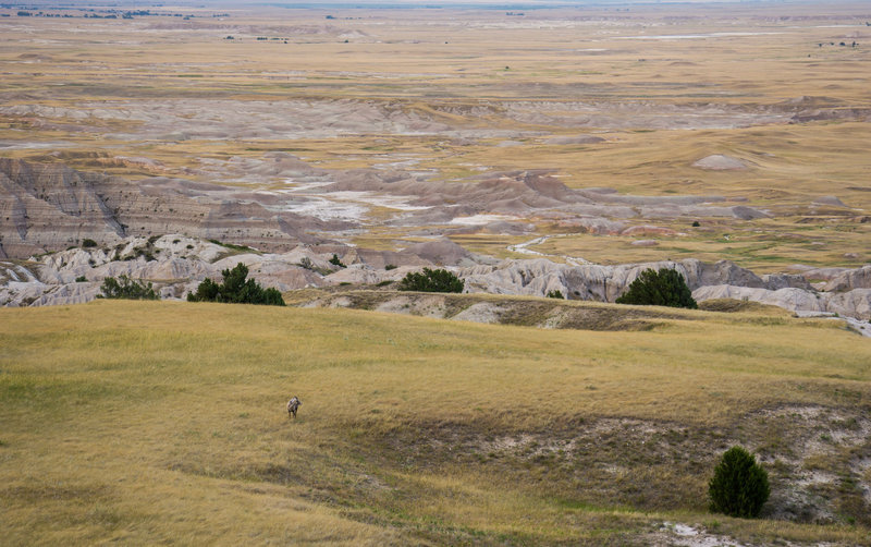 Sheep grazing the edge of the Badlands