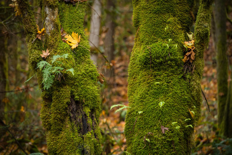 This side of Lookout Mountain has the moss to prove it gets more rain.