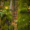 This side of Lookout Mountain has the moss to prove it gets more rain.