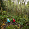 The forest around the Lake Whatcom View Trail gets more vibrant the higher up you climb.