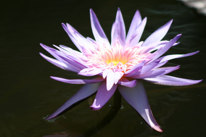 Water Lily on the Island Garden-Powell Gardens