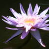 Water Lily on the Island Garden-Powell Gardens