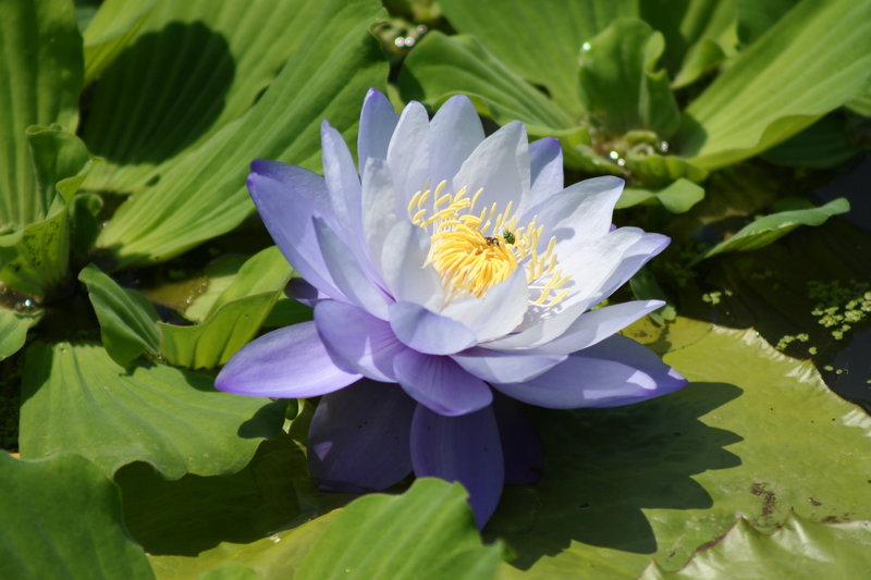 Blue Water Lily on the Island Garden-Powell Gardens