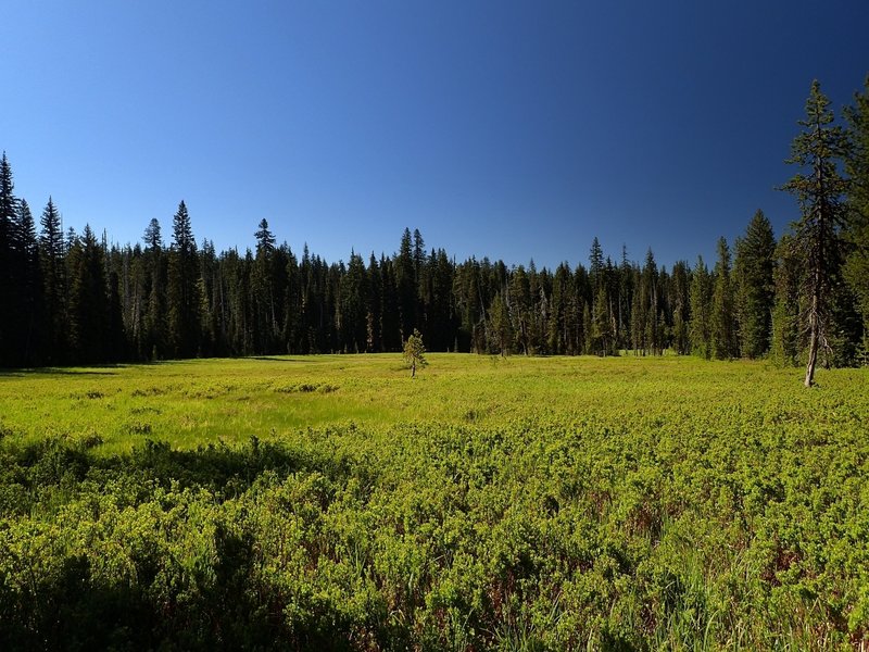 Sphagnum Bog near Crater Springs