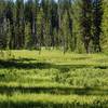 Sphagnum Bog near Crater Springs