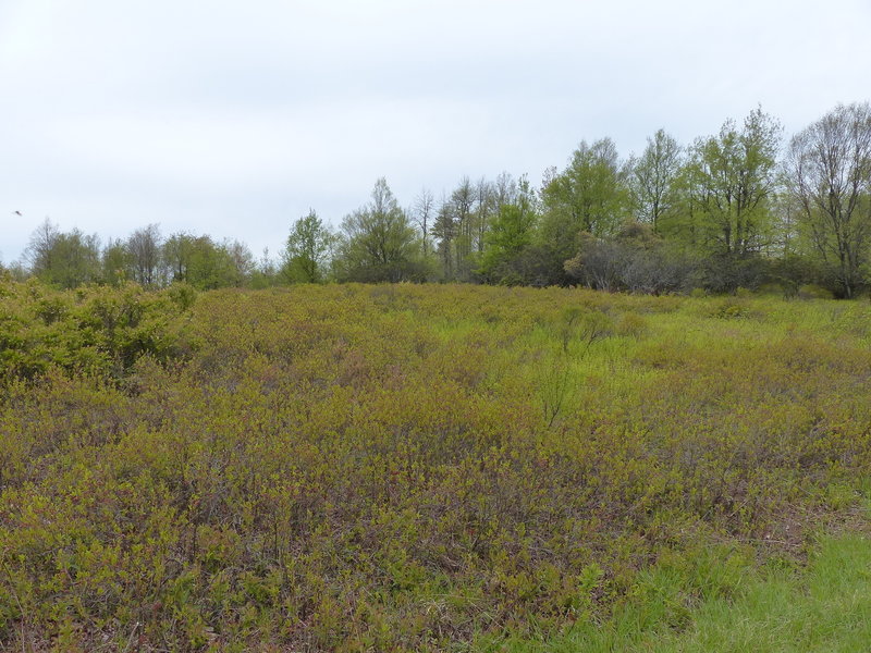 Helipad field on Mt Tammany Fire Road