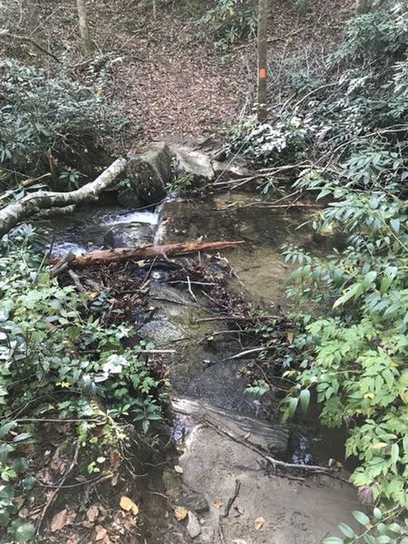 A tricky water crossing trying to keep feet dry right off the bat on Coldspring Branch Trail.