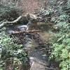 A tricky water crossing trying to keep feet dry right off the bat on Coldspring Branch Trail.