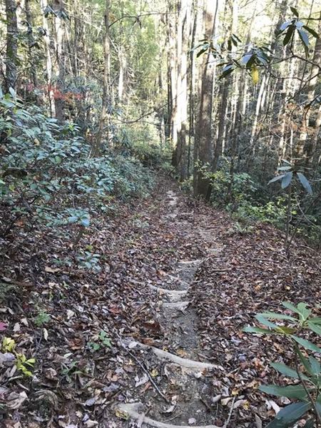 Hillside log stairs help keep the trail together on heavy rains and makes it easier for your descent, or climb depending on which way you are going.