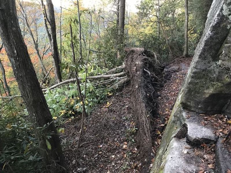 Damage from storm Irma passing by. Climb down rock ledge currently on to walk behind roots is the trail.