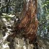 Stump sticking out the side of a decomposing granite canyon wall.