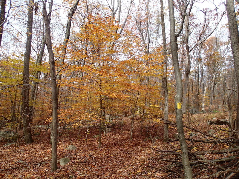 Timberbrook Trail