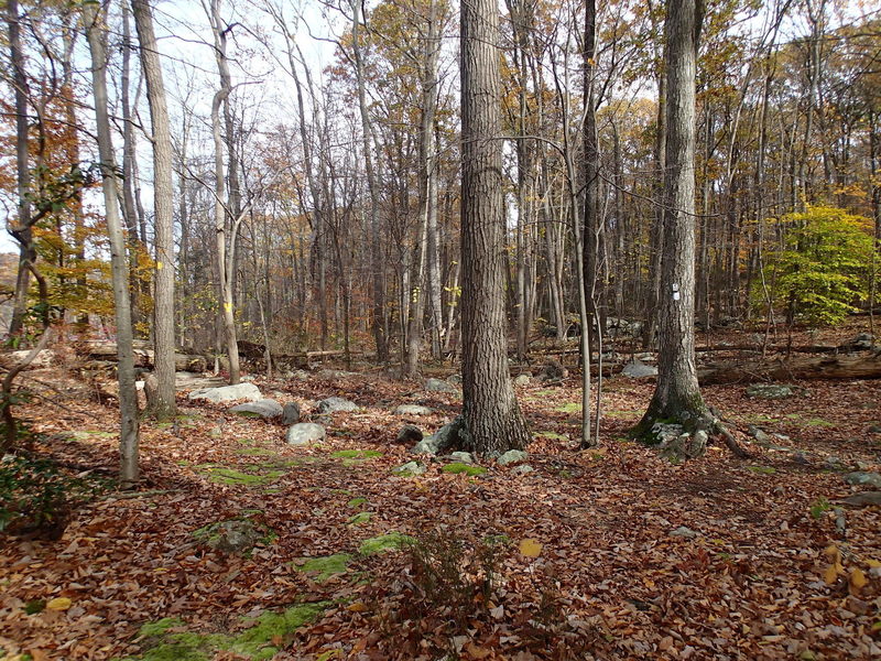 Trail junction with Four Birds Trail