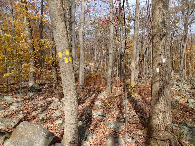 Trail junction with Four Birds Trail