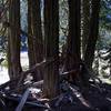 Remains of John McCloy's cedar shelter at Frog Pond