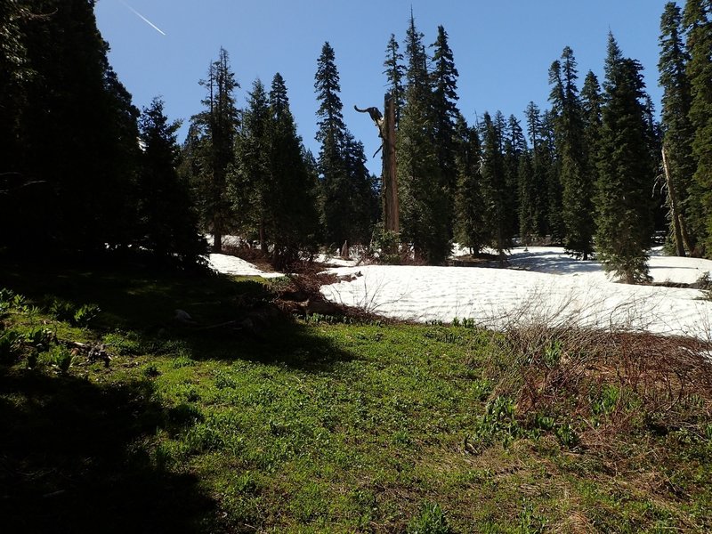 Entering the high meadow below Echo Lake