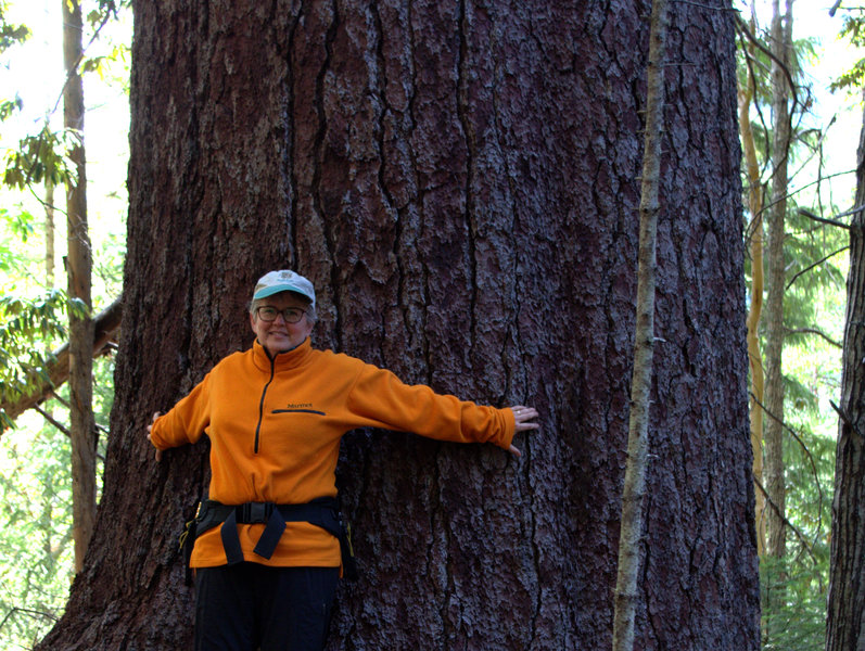 One of the massive old pine trees growing along the trail