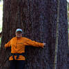 One of the massive old pine trees growing along the trail