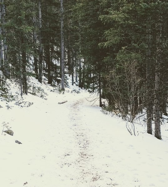 Well-trodden trail, even in the snow!