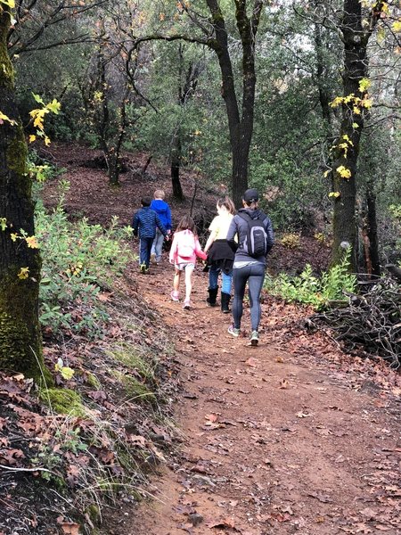 Plenty of shade from oaks, manzanita, and pine on the trail up to Chamise.