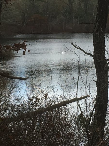 One of the 4 ponds