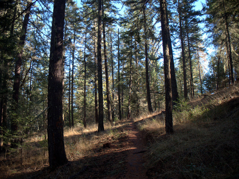 The trail traverses a forest on north-facing slopes