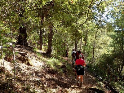 Through an oak and madrone forest on the #959 Trail