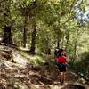 Through an oak and madrone forest on the #959 Trail